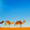 Desert Camels In A Line paint by numbers