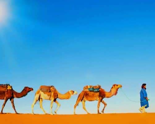 Desert Camels In A Line paint by numbers