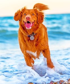 Dog Running In Beach paint by numbers