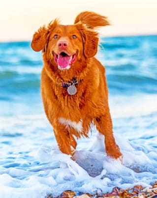 Dog Running In Beach paint by numbers