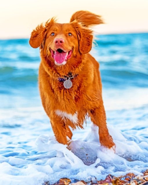 Dog Running In Beach paint by numbers