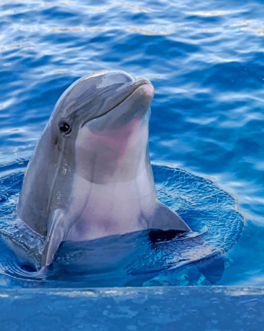 Dolphin Great Barrier Reef painting by numbers