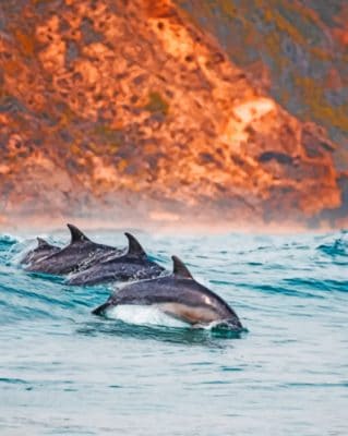 A Pod Of Dolphins In The Sea paint by numbers