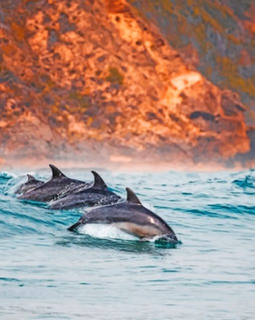 A Pod Of Dolphins In The Sea paint by numbers