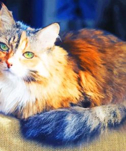Domestic Long Haired Cat painting by numbers