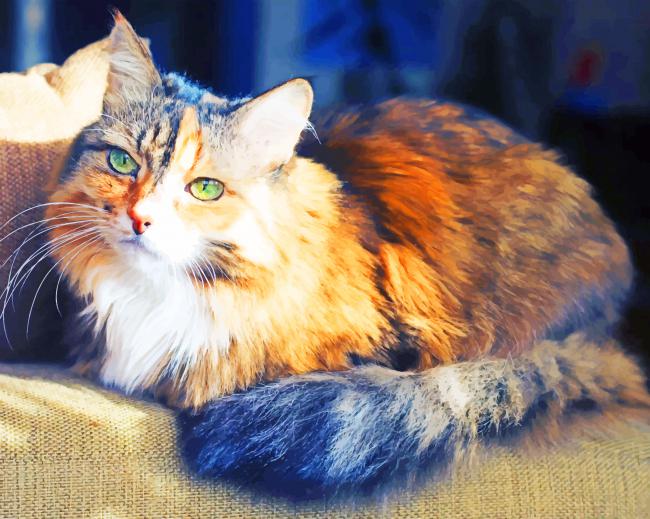 Domestic Long Haired Cat painting by numbers