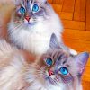 Domestic Long Haired Cats painting by numbers