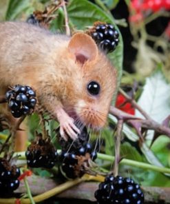 Dourmouse Eating Berry Fruits paint by numbers