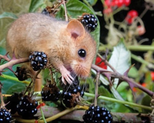 Dourmouse Eating Berry Fruits paint by numbers