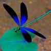 Dragonfly On A Leaf paint by numbers