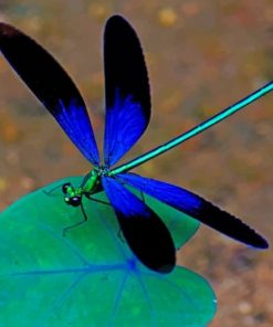 Dragonfly On A Leaf paint by numbers