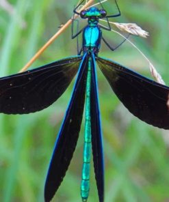 Dragonfly In Black And Light Blue paint by numbers