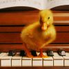 Yellow Baby Duck On A Piano paint by numbers