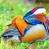 Colorful Duck On The Grass paint by numbers