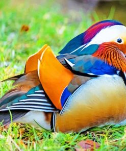 Colorful Duck On The Grass paint by numbers