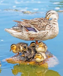 Duck With Its Baby Ducklings paint by numbers