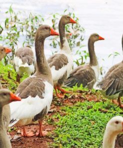 Ducks Near The Lake paint by numbers