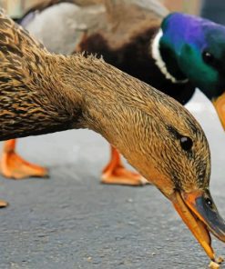 Ducks Eating paint by numbers