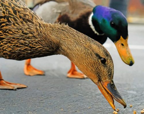 Ducks Eating paint by numbers