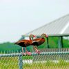 Ducks On The Fence paint by numbers