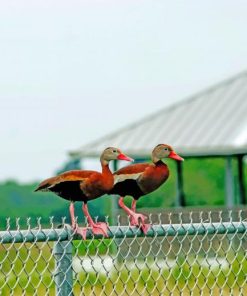 Ducks On The Fence paint by numbers