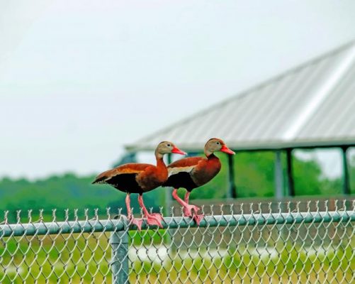 Ducks On The Fence paint by numbers