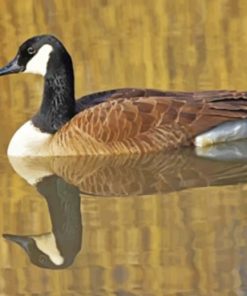 Duck's Reflection In Water paint by numbers