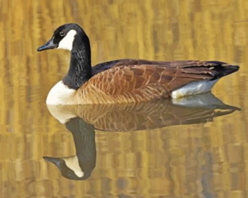 Duck's Reflection In Water paint by numbers
