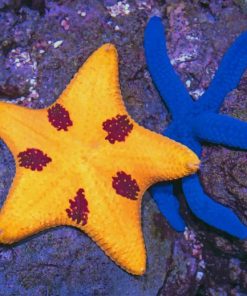 Elegant Sea star And Blue Starfish painting by numbers