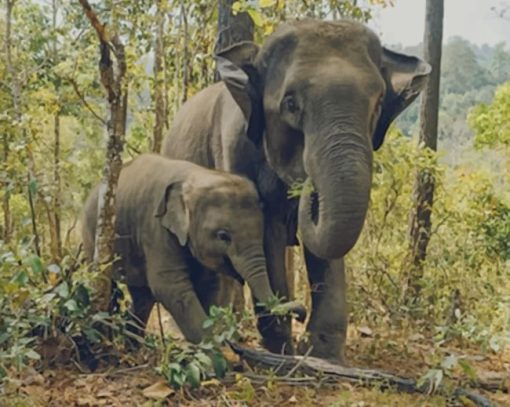 Elephant And Calf In The Woods paint by numbers