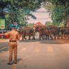 Elephants Crossing The Street paint by numbers