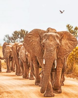 Herd Of Elephants paint by numbers