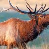 Elk In The Wilderness paint by numbers