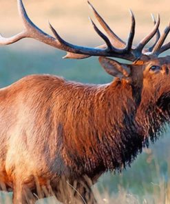 Elk In The Wilderness paint by numbers