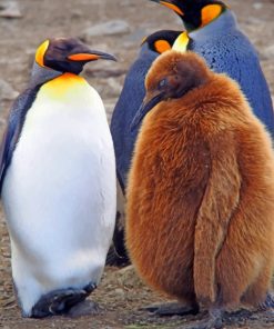 Emperor Penguin Chick Brown painting by numbers