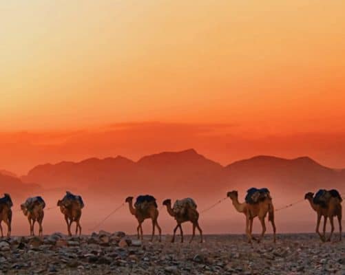 Ethiopian Desert Camels paint by numbers