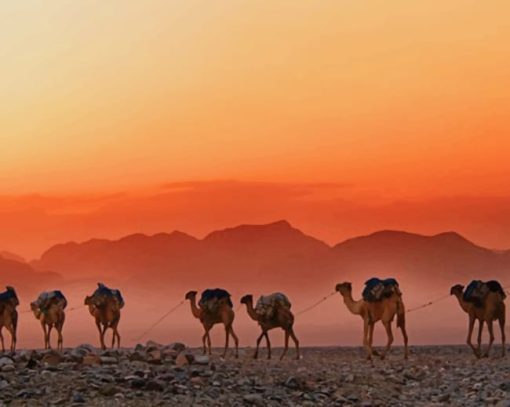 Ethiopian Desert Camels paint by numbers