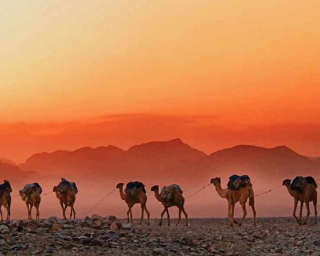 Ethiopian Desert Camels paint by numbers