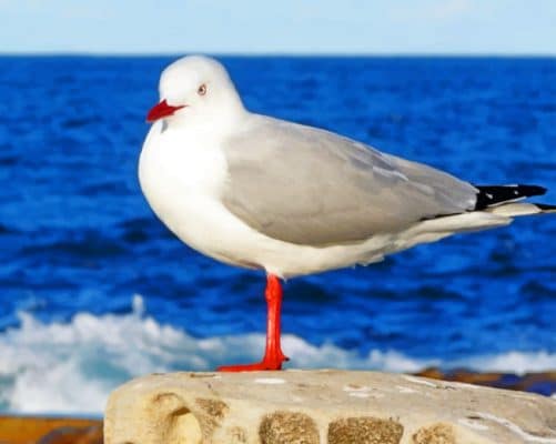 European Herring Gull Bird paint by numbers