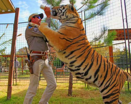 Feeding A Giant Tiger paint by numbers