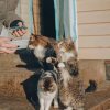 Woman Feeding Cats paint by numbers