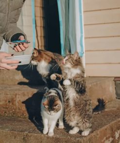 Woman Feeding Cats paint by numbers