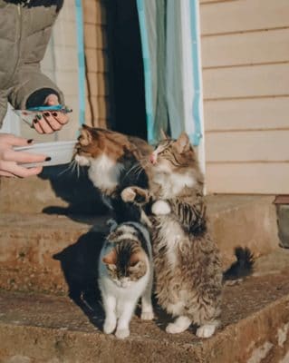 Woman Feeding Cats paint by numbers