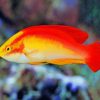 flame wrasse fish paint by numbers