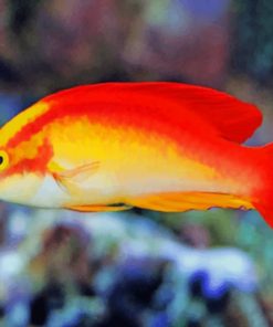 flame wrasse fish paint by numbers