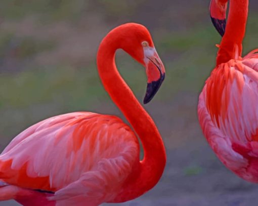 Pink Flamingo Birds paint by numbers