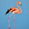 Flamingo Bird On Water painting by numbers