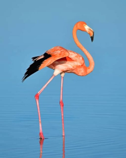 Flamingo Bird On Water painting by numbers