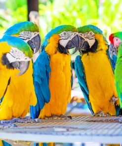 Flock Of Parrots paint by numbers