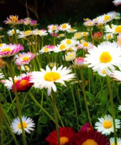 Daisy Flower Field paint by numbers